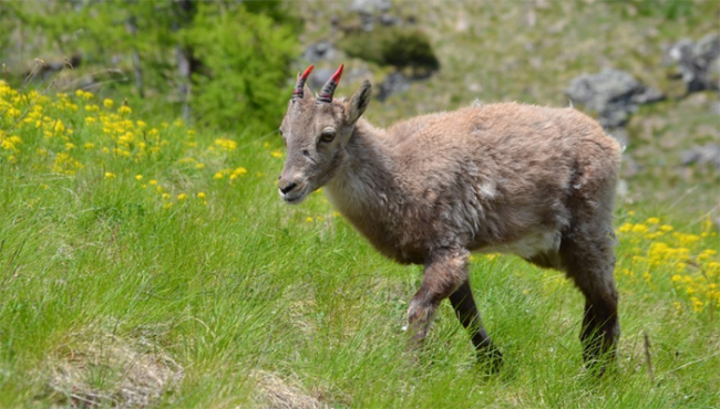 giovane stambecco