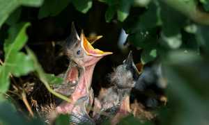 hatchlings gd8f0d3c1b 640