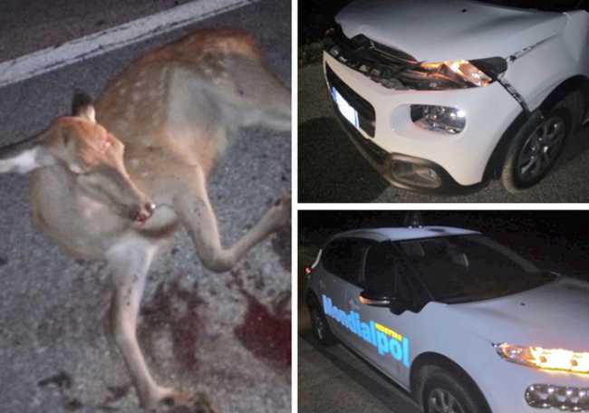 investimento cerbiatto beura set 20 mix