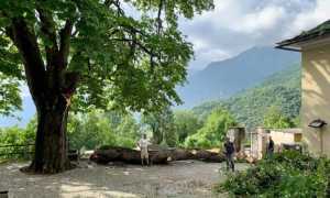 ippocastano cimamulera copia