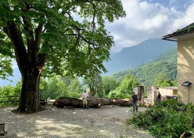 ippocastano cimamulera copia