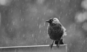 jackdaw 8249384 640