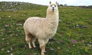 lama 2
