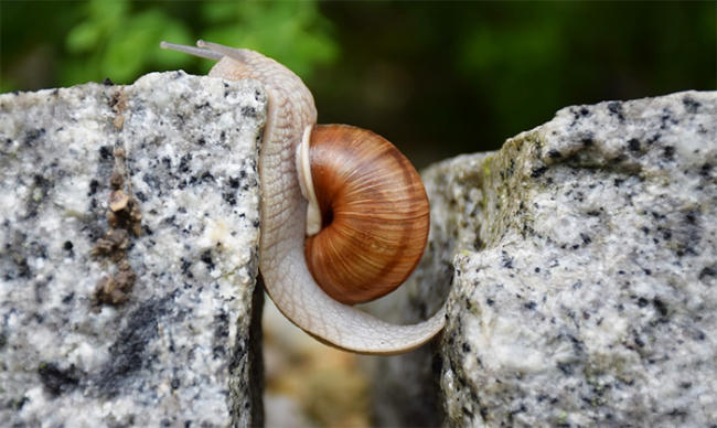lumaca fatica