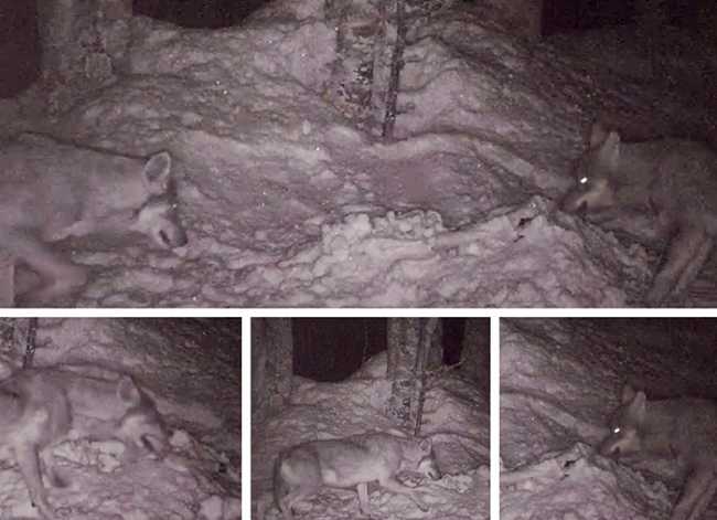 lupi immagini trappola notte