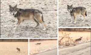 lupo ornavasso mix feb 19