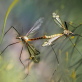 Zanzare, come prevenire West Nile e Dengue