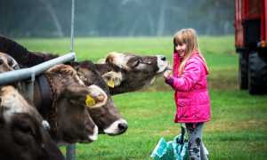 mostra bovina della valle vigezzo