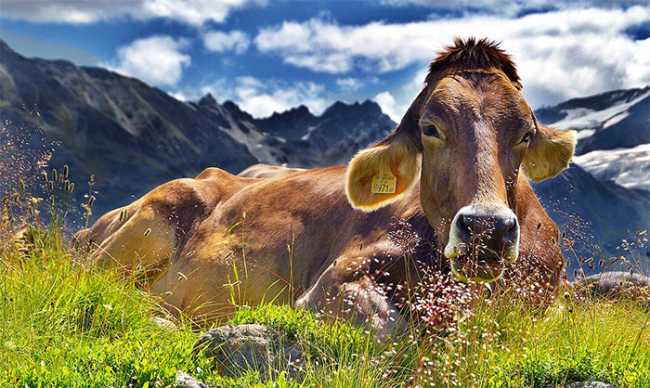 mucca prato cielo 17