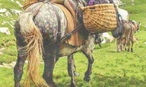 mulo carico prato malesco cai