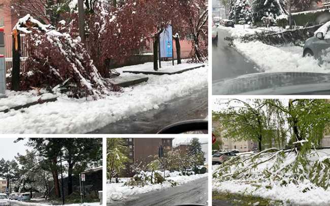 neve aprile alberi domo mix 19