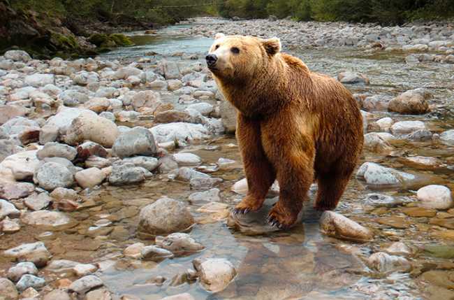 orso torrente