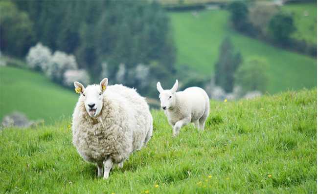 pecore prato irlanda