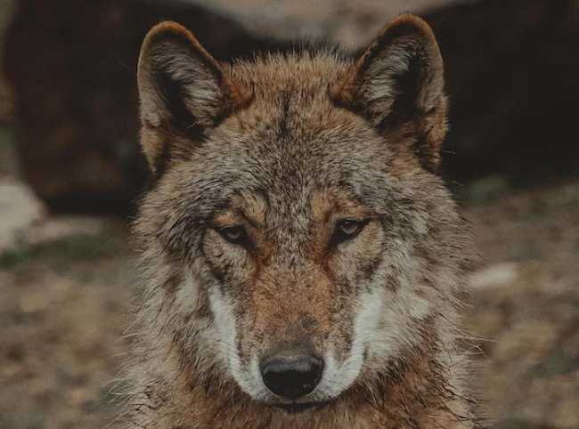 pexels davidohboy 7449035