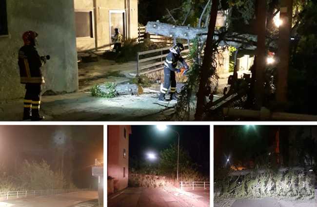 pianta caduta bognanco apr 19