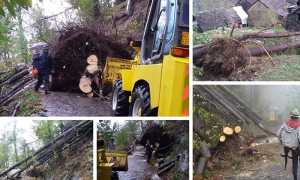 piante cadute frazioni antrona nov 18 mix