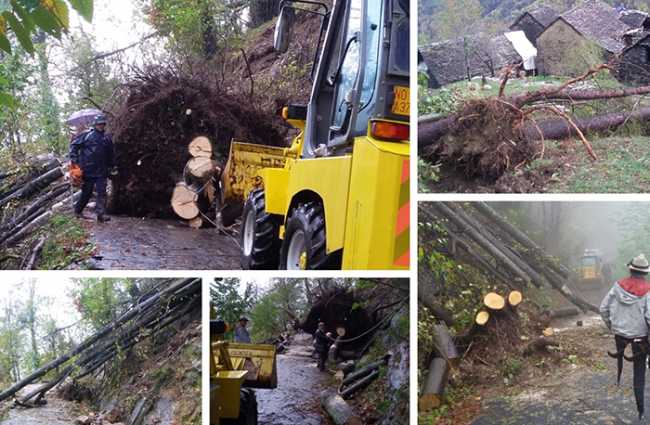 piante cadute frazioni antrona nov 18 mix