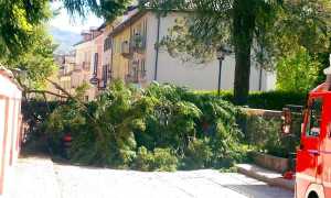 piante vigezzo strada vigili