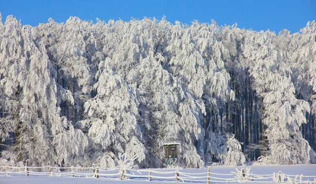 pineta neve inverno