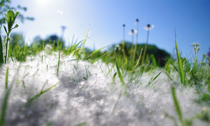 polline piante cielo