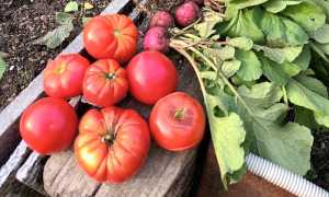 prodotti della terra