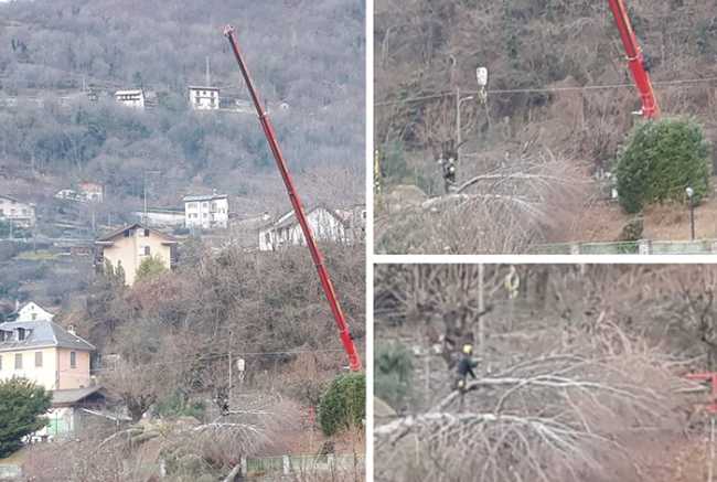 rimozione piante noga mix 19