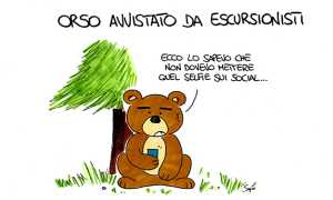 sapo orso