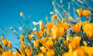sergey shmidt koy6FlCCy5s unsplash