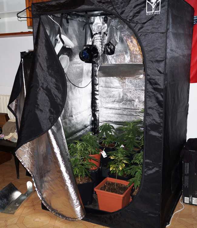 serra mariuana