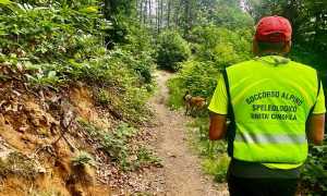 soccorso cane bosco sentiero giorno cane