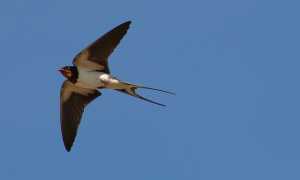 swallow flying 5228995 640