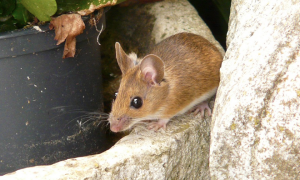 topo topino vaso sasso