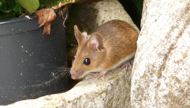 topo topino vaso sasso