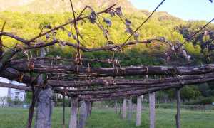 vigna bruciata freddo