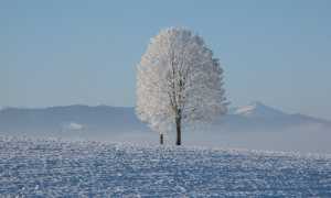 winter 198447 960 720