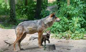 wolf 4606739 640