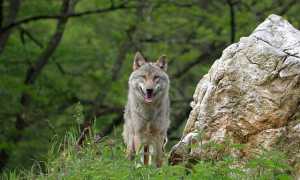 wolf 6319260 640