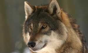 wolf 725380 960 720