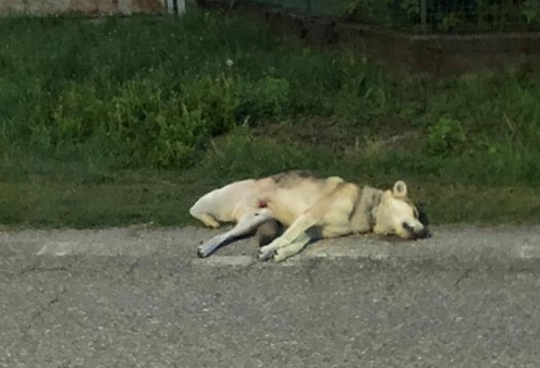 Schermata 2019 08 10 alle 09.23.52