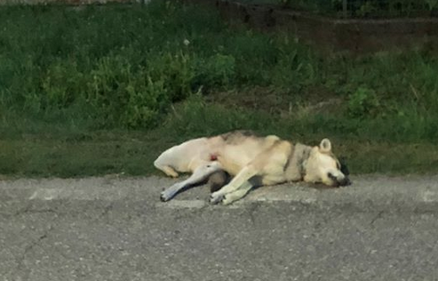 Schermata 2019 08 11 alle 09.39.57