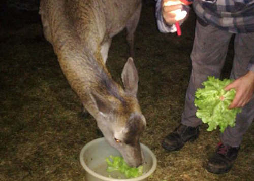 Schermata 2020 02 02 alle 09.59.15