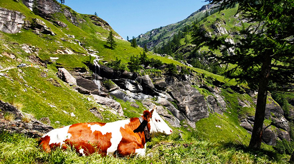 700.san domenico strada veglia mucca