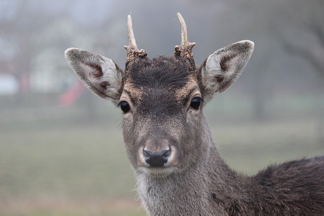 roe deer gf5d7972d3 640