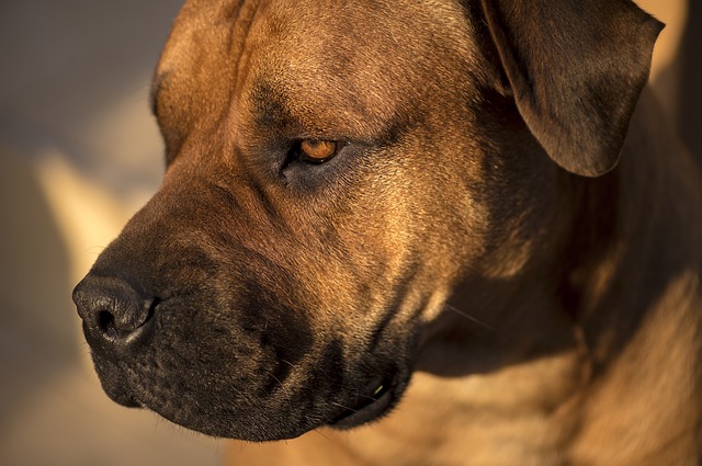 african boerboel 2138284 640
