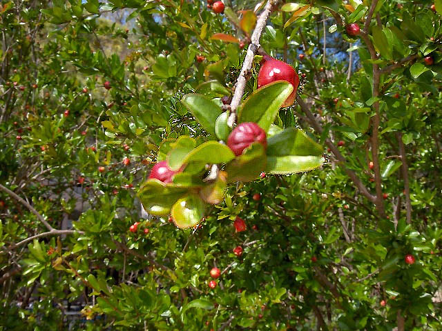 Punica.granatum04