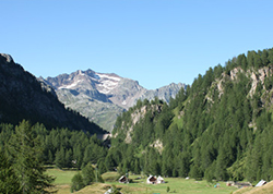 corta parco veglia