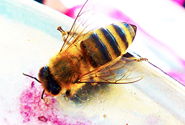 b vespa fiore