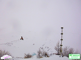 b Gipeto al Belvedere