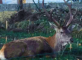 b gustavo cervo 16 trasquera