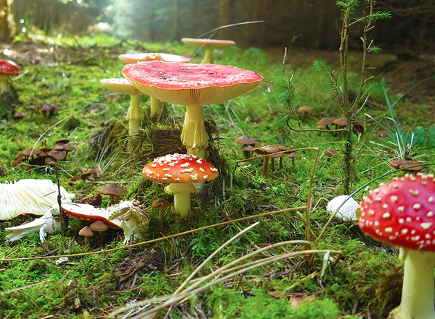 b funghi bosco veleno
